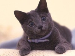 歆瑶猫舍