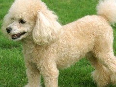 苏州北京犬