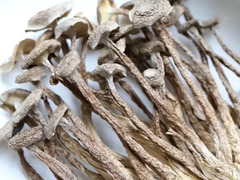 人工种植鹿茸菌价格