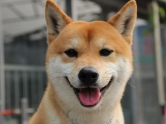 广东旺驰犬舍（cku认证犬舍）