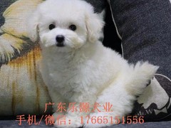 广东退伍兵犬舍