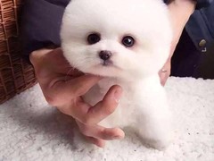高端名贵犬