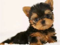 旺旺名犬