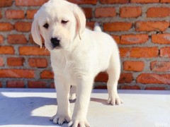高端名贵犬