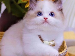 银川纯种猫咪