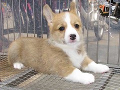 广东真顺犬业
