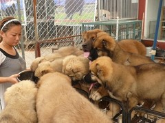 广东真顺犬业
