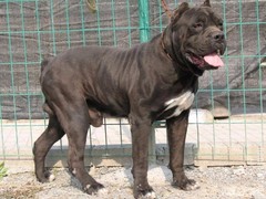 信达猎犬专业养殖基地
