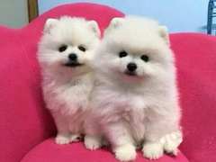 一生所爱