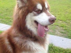 山东浩然犬舍