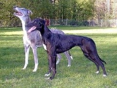 星园犬业
