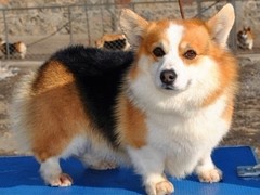 广东真顺犬业
