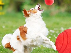 绍兴训犬学校