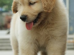 无锡哈瓦那犬