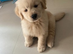 高端名贵犬