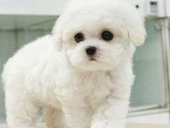 梧州小比熊