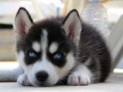 鲁豫犬业