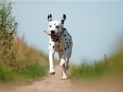 拉萨比利时牧羊犬