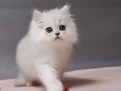 钟灵猫舍