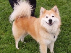 南昌比利时马林诺斯犬