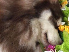 宠物殡葬