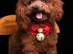三亚斗牛獒犬