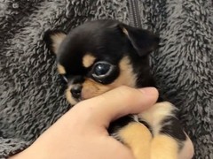 爱宠一家