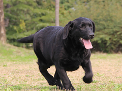 爱宠乐犬舍