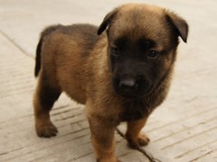 威海法斗犬价格