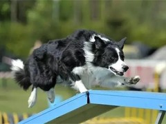 嘉兴训犬学校