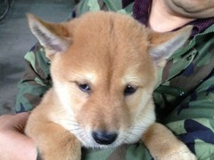 广东真顺犬业