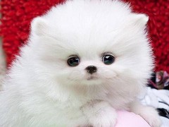 温州波尔多犬