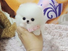 宠乐无限
