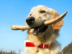 郑州训犬基地