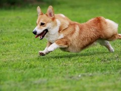 广东铃铛犬舍繁殖基地