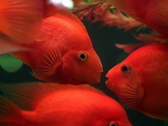 南京碧海水族