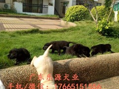 广东退伍兵犬舍