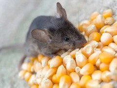 绵阳灭鼠公司