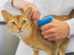 兰州宠物猫医院
