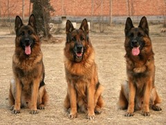 三亚苏格兰猎鹿犬