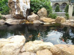 临沂锦鲤领养