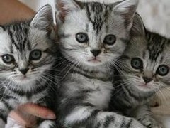 清华猫舍