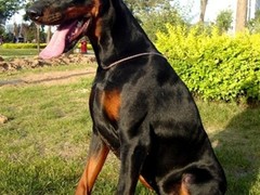 沈阳犬舍基地