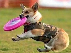 湖州训犬基地