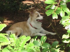 绵阳西施犬
