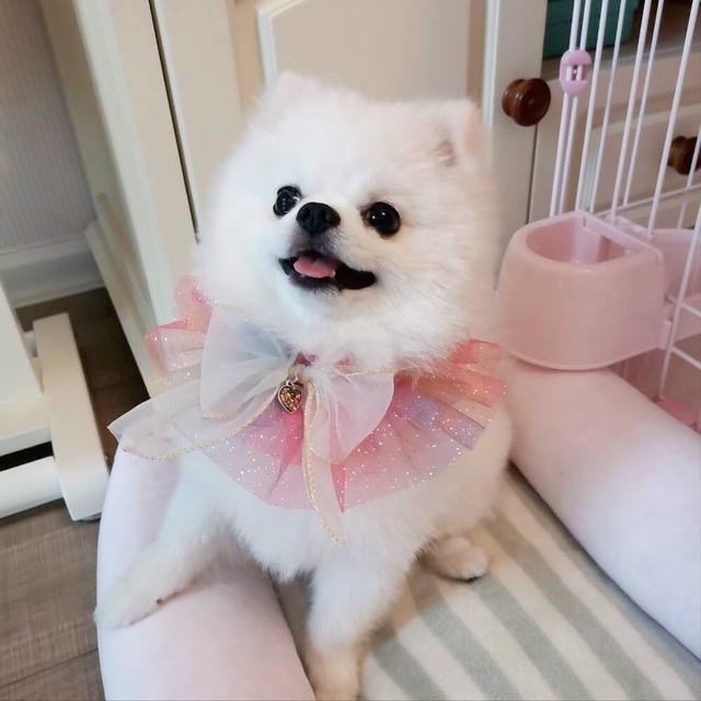 犬舍繁殖基地
