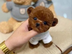 玉龙犬舍