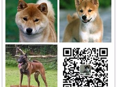 天诚犬业