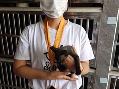 上海青浦区宠物小动物流浪狗流浪猫救助领养收容收养中心站