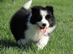 益帆边境犬舍